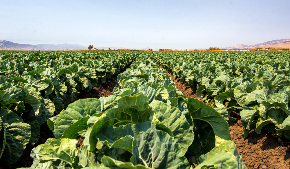 Produce Industry Braces for Mexico Border Shutdown